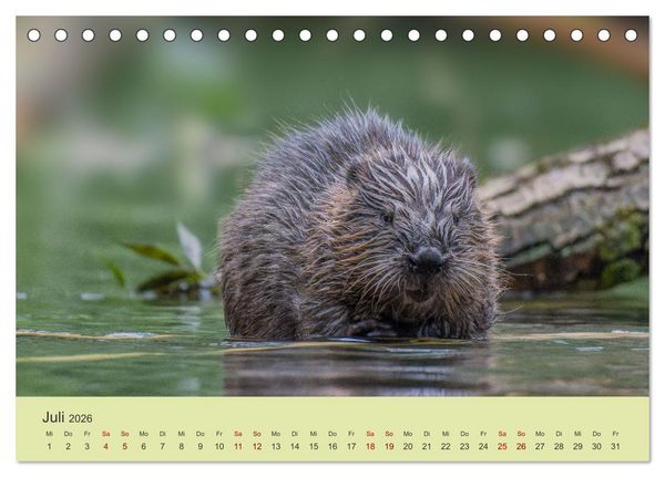 Produktbild: Faszination Biber (Tischkalender 2026 DIN A5 quer), CALVENDO Monatskalender
