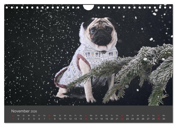 Produktbild: HUNDE LEBEN IST BUNT (Wandkalender 2026 DIN A4 quer), CALVENDO Monatskalender