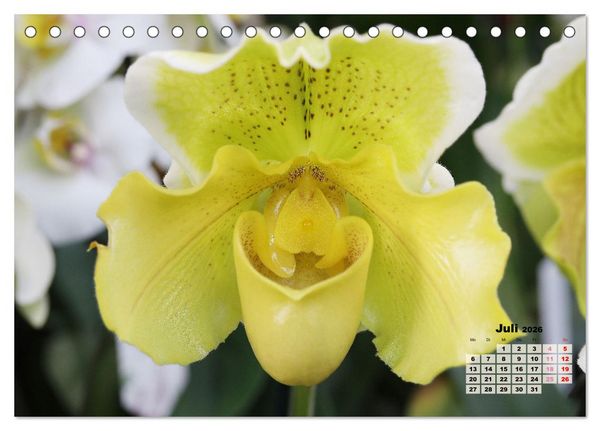 Produktbild: Sch&ouml;nste Orchideen (Tischkalender 2026 DIN A5 quer), CALVENDO Monatskalender