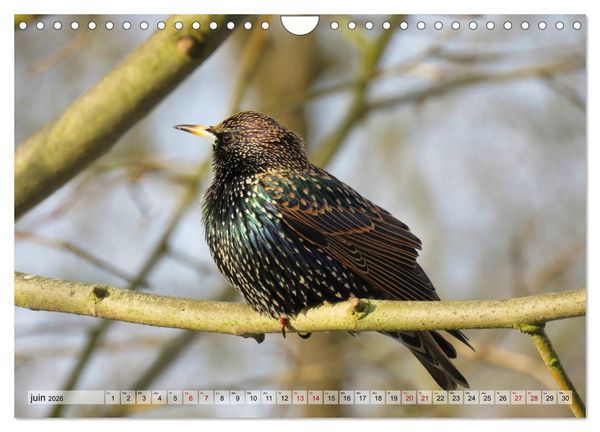 Produktbild: Jolis oiseaux de jardin (Calendrier mural 2026 DIN A4 vertical), CALVENDO calendrier mensuel