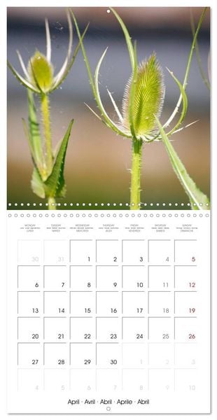 Produktbild: Herbal Haven. Enchanting Healing Plants (Wall Calendar 2026 12 &times; 12 Inch) CALVENDO 12 Month Wall Calendar