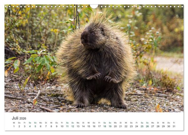 Produktbild: Into the Wild - Kanada und Alaska (Wandkalender 2026 DIN A3 quer), CALVENDO Monatskalender