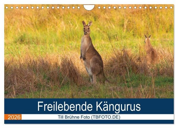 Freilebende Kängurus (Wandkalender 2026 DIN A4 quer), CALVENDO Monatskalender