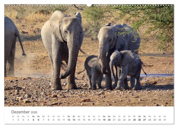 Produktbild: Afrika - Tiere im Kr&uuml;ger Nationalpark (hochwertiger Premium Wandkalender 2026 DIN A2 quer), Kunstdruck in Hochglanz
