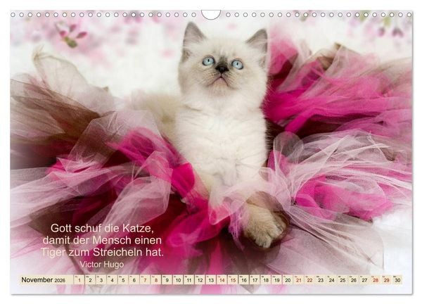 Produktbild: Samtpfoten Lebendige Poesie (Wandkalender 2026 DIN A3 quer), CALVENDO Monatskalender