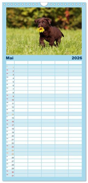 Produktbild: Familienplaner 2026 - Welpen - Puppies mit 5 Spalten (Wandkalender, 21 x 45 cm) CALVENDO