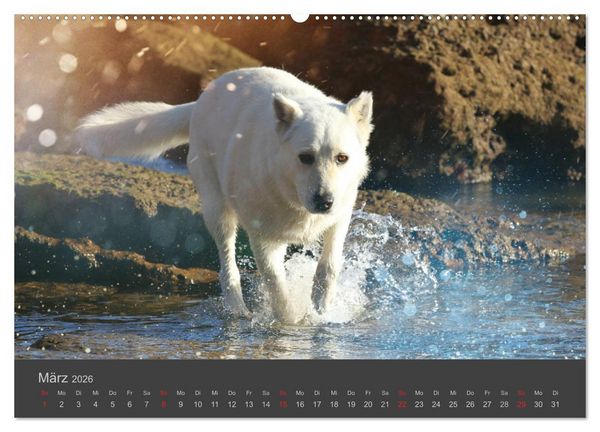 Produktbild: HUNDE LEBEN IST BUNT (Wandkalender 2026 DIN A2 quer), CALVENDO Monatskalender