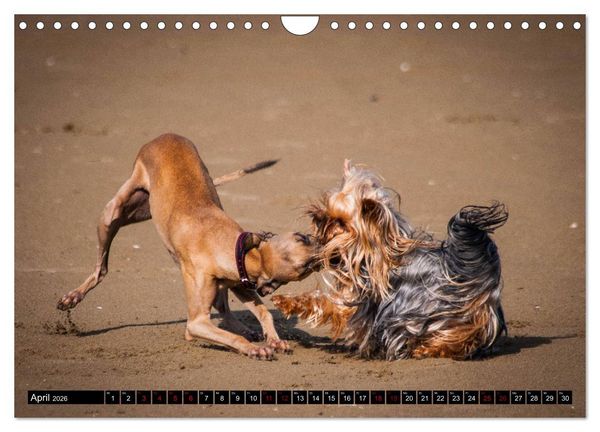 Produktbild: Windhunde - eine Leidenschaft (Wandkalender 2026 DIN A4 quer), CALVENDO Monatskalender