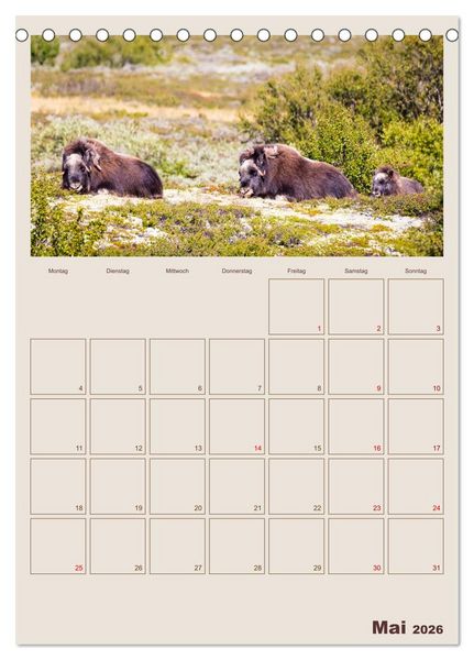 Produktbild: Moschusochsen - Norwegens gem&uuml;tliche Riesen (Tischkalender 2026 DIN A5 hoch), CALVENDO Monatskalender