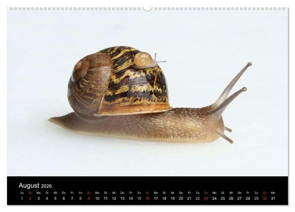 Produktbild: Lautlose Begleiter - Schnecken (hochwertiger Premium Wandkalender 2026 DIN A2 quer), Kunstdruck in Hochglanz