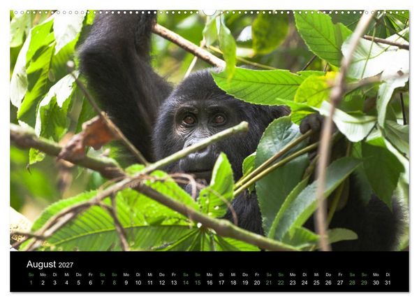 Produktbild: Ugandas friedliche Berggorillas (Wandkalender 2027 DIN A2 quer), CALVENDO Monatskalender