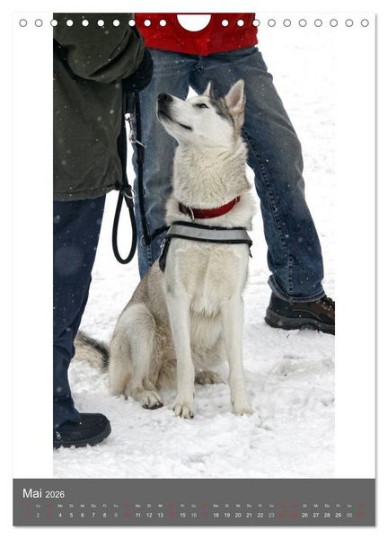 Produktbild: Huskies - Portraits im Schnee (Wandkalender 2026 DIN A4 hoch), CALVENDO Monatskalender