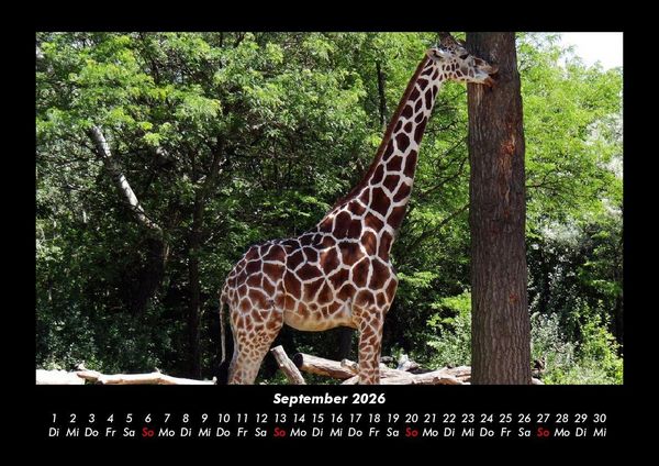 Produktbild: Giraffen 2026 Fotokalender DIN A3