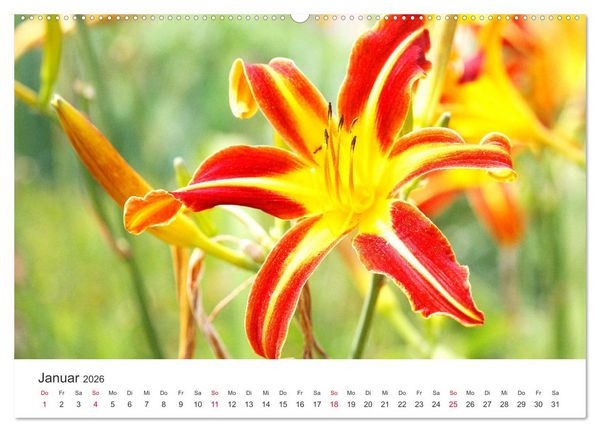 Produktbild: Feurige Lilien (hochwertiger Premium Wandkalender 2026 DIN A2 quer), Kunstdruck in Hochglanz