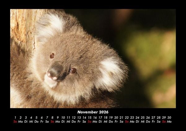 Produktbild: Koala 2026 Fotokalender DIN A3