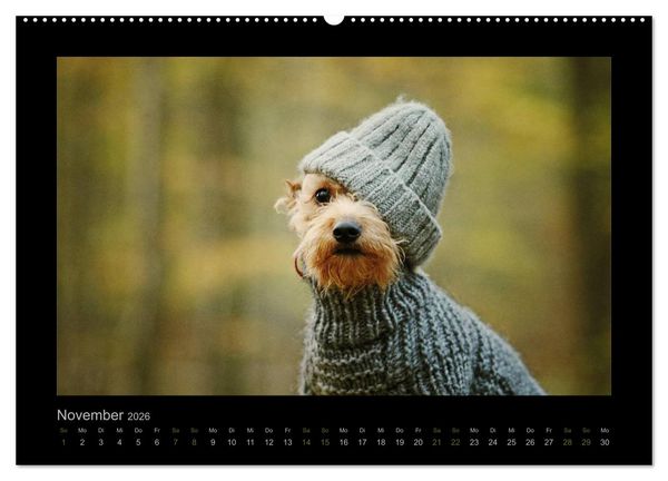 Produktbild: Elli Pirelli... aus dem Leben eines fr&ouml;hlichen Pinscher-Dackel-M&auml;dels (hochwertiger Premium Wandkalender 2026 DIN A2 quer), Kunstdruck in Hochglanz