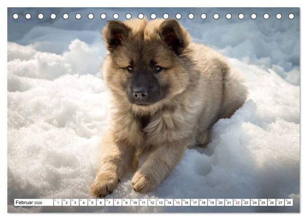 Produktbild: Eurasier, der Hund im Wolfspelz (Tischkalender 2026 DIN A5 quer), CALVENDO Monatskalender