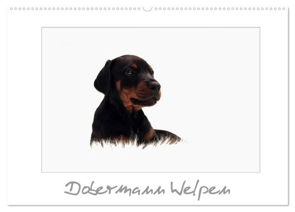 Produktbild: Dobermann Welpen (Wandkalender 2026 DIN A2 quer), CALVENDO Monatskalender