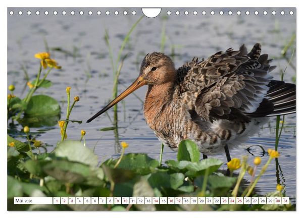 Produktbild: PIEP-SHOW im Ochsenmoor (Wandkalender 2026 DIN A4 quer), CALVENDO Monatskalender