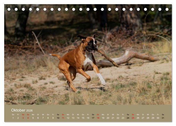 Produktbild: Boxer - charmante Herzensbrecher (Tischkalender 2026 DIN A5 quer), CALVENDO Monatskalender