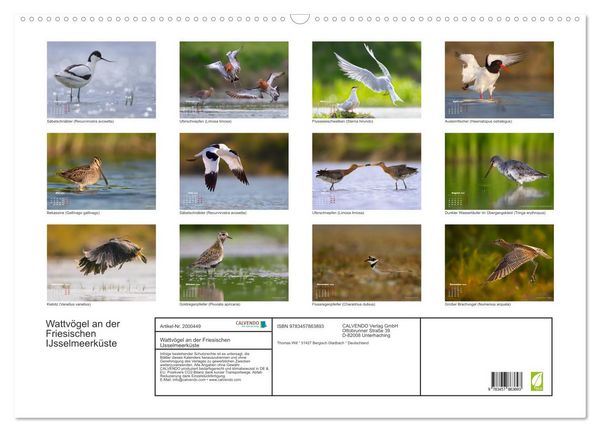Produktbild: Wattv&ouml;gel an der Friesischen IJsselmeerk&uuml;ste (Wandkalender 2026 DIN A2 quer), CALVENDO Monatskalender