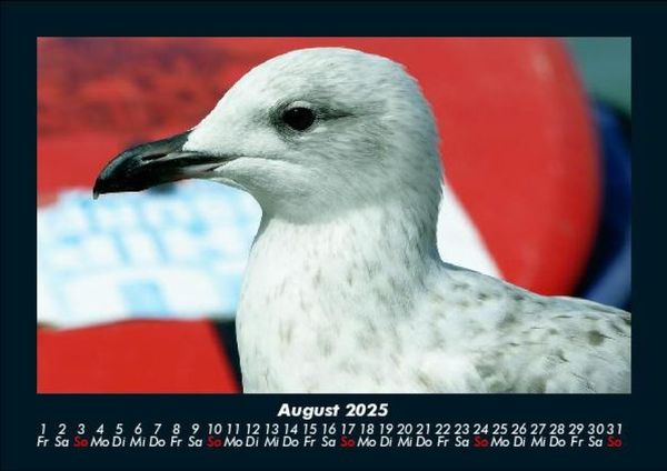 Produktbild: M&ouml;wen 2025 Fotokalender DIN A5