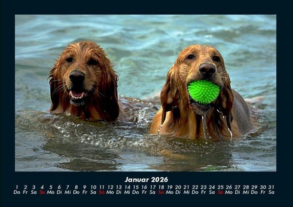 Produktbild: Hundezauber 2026 Fotokalender DIN A4