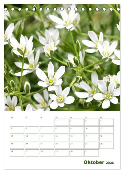 Produktbild: Wei&szlig;e Bl&uuml;ten im Gr&uuml;nen (Tischkalender 2026 DIN A5 hoch), CALVENDO Monatskalender