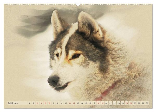Produktbild: Schlittenhunde 2026 (Wandkalender 2026 DIN A2 quer), CALVENDO Monatskalender