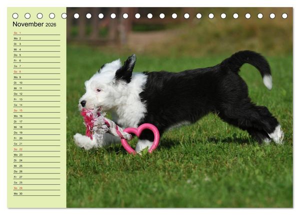 Produktbild: Traumhund Bobtail (Tischkalender 2026 DIN A5 quer), CALVENDO Monatskalender