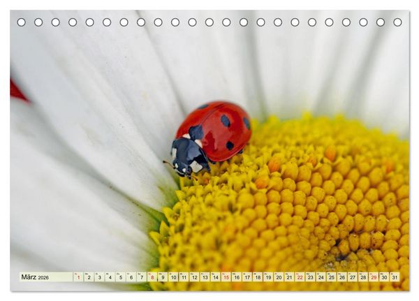 Produktbild: Wenn die Hummeln zum naschen kommen, ist dein Garten perfekt (Tischkalender 2026 DIN A5 quer), CALVENDO Monatskalender