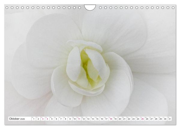 Produktbild: Traumbl&uuml;ten in Wei&szlig; (Wandkalender 2026 DIN A4 quer), CALVENDO Monatskalender