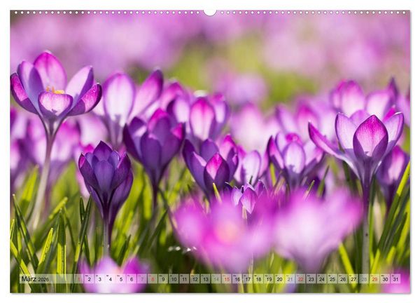Produktbild: Farbenfroher Bl&uuml;tentraum (hochwertiger Premium Wandkalender 2026 DIN A2 quer), Kunstdruck in Hochglanz