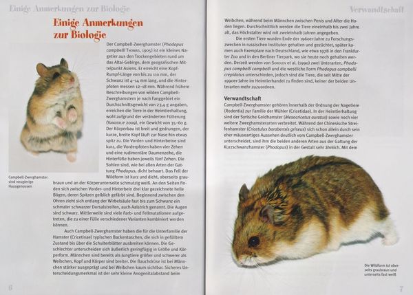 Produktbild: Der Campbell-Zwerghamster