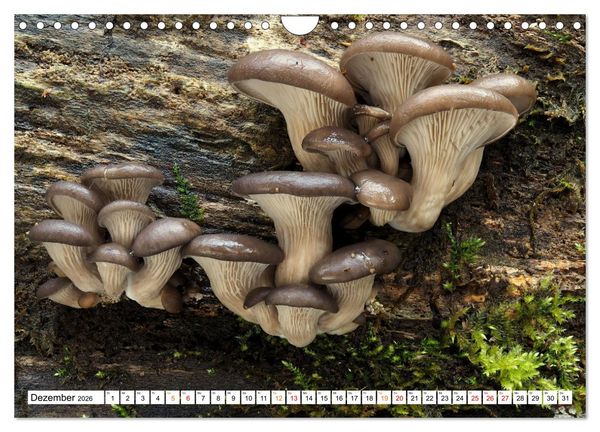 Produktbild: Heil- und Vitalpilze (Wandkalender 2026 DIN A4 quer), CALVENDO Monatskalender