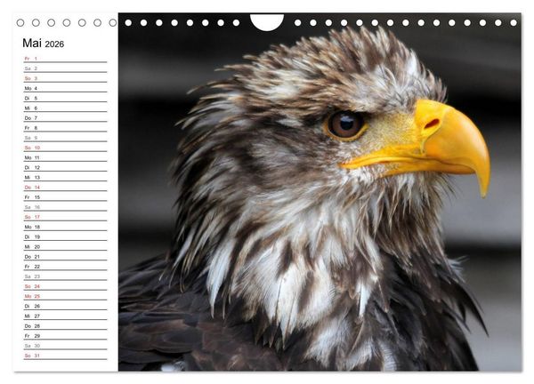 Produktbild: Greifv&ouml;gel, Eulen und K&auml;uze (Wandkalender 2026 DIN A4 quer), CALVENDO Monatskalender