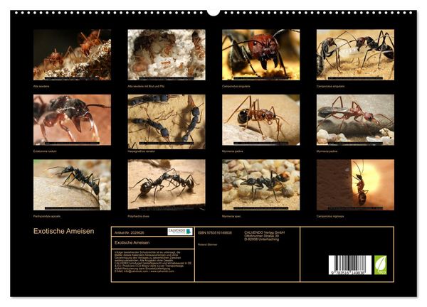Produktbild: Exotische Ameisen (hochwertiger Premium Wandkalender 2026 DIN A2 quer), Kunstdruck in Hochglanz