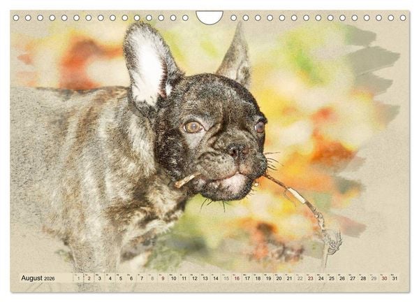 Produktbild: Franz&ouml;sische Bulldoggen 2026 (Wandkalender 2026 DIN A4 quer), CALVENDO Monatskalender