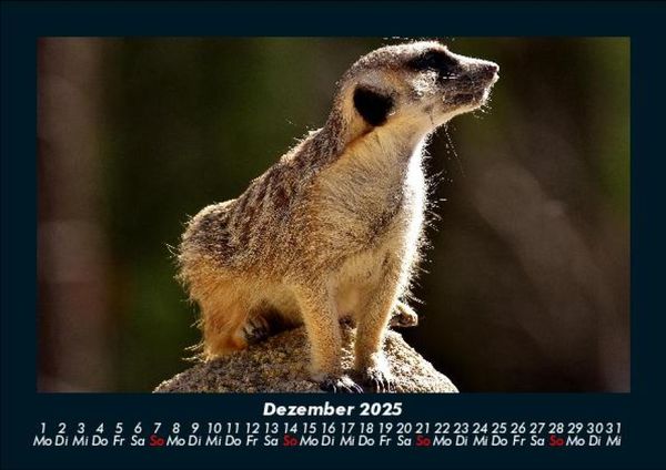 Produktbild: Welt der Tiere 2025 Fotokalender DIN A5