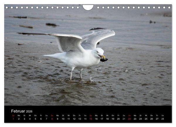 Produktbild: Spontane Fotografie - M&ouml;wen (Wandkalender 2026 DIN A4 quer), CALVENDO Monatskalender