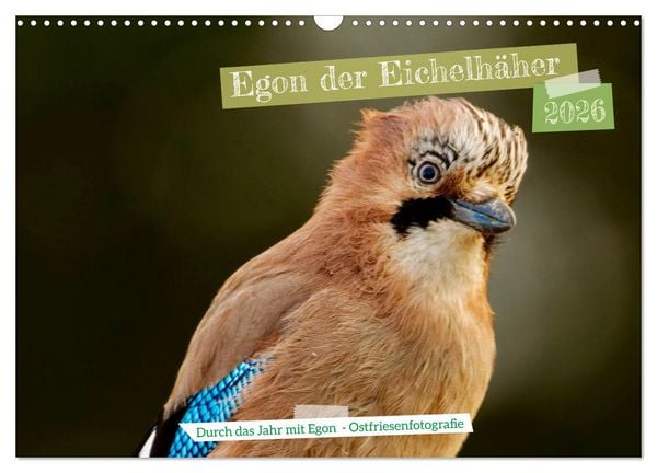 Egon der Eichelhäher - Durch das Jahr mit Egon - von Ostfriesenfotografie (Wandkalender 2026 DIN A3 quer), CALVENDO Monatskalender