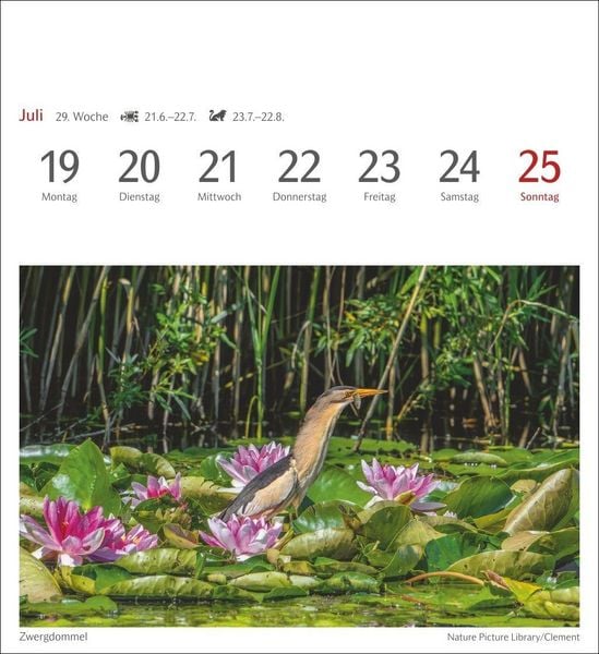 Produktbild: Heimische V&ouml;gel Postkartenkalender 2027 - Wochenkalender mit 53 Postkarten