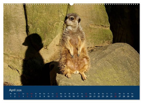 Produktbild: Erdm&auml;nnchen - Zusammen sind wir stark (Wandkalender 2026 DIN A2 quer), CALVENDO Monatskalender