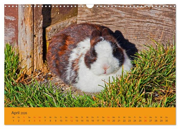Produktbild: Wir sind die Stars am Bauernhof (Wandkalender 2026 DIN A3 quer), CALVENDO Monatskalender