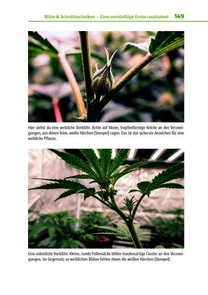 Produktbild: Cannabis zu Hause anbauen f&uuml;r Anf&auml;nger