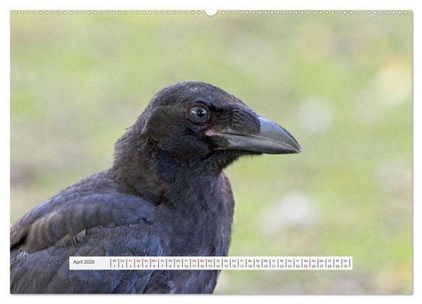 Produktbild: Kr&auml;henkinder - Schwarz, niedlich und immer hungrig (Wandkalender 2026 DIN A2 quer), CALVENDO Monatskalender