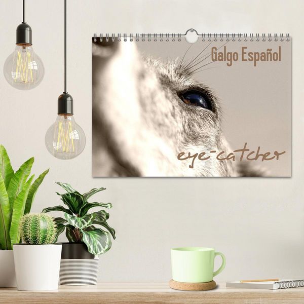 Produktbild: Galgo eye-catcher (Wandkalender 2026 DIN A4 quer), CALVENDO Monatskalender