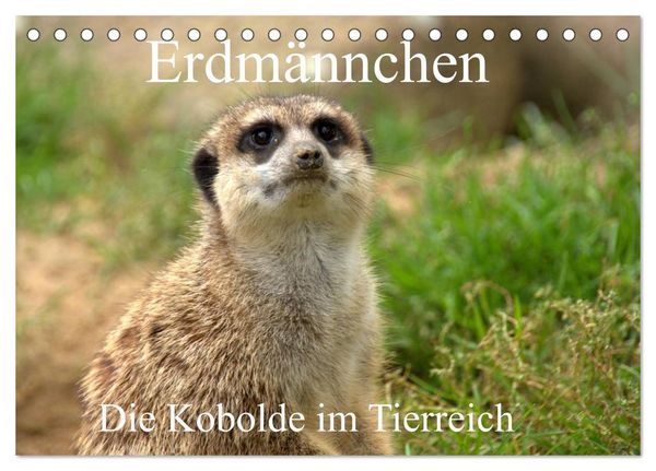 Produktbild: Erdm&auml;nnchen - Die Kobolde im Tierreich (Tischkalender 2026 DIN A5 quer), CALVENDO Monatskalender