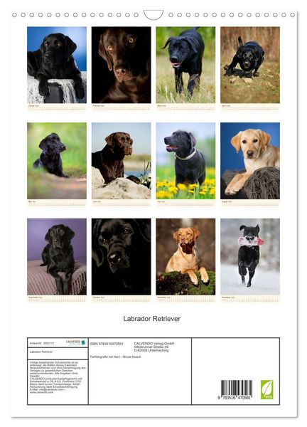Produktbild: Labrador Retriever (Wandkalender 2026 DIN A3 hoch), CALVENDO Monatskalender