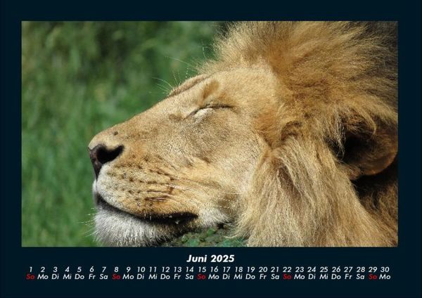 Produktbild: Tiere im Zoo 2025 Fotokalender DIN A4